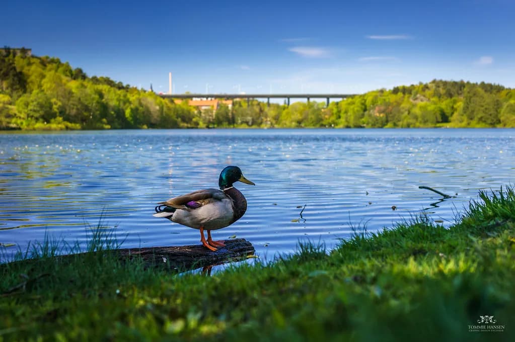 Sweden in Autumn: Colours, Timing and the Cities Worth a Short Break