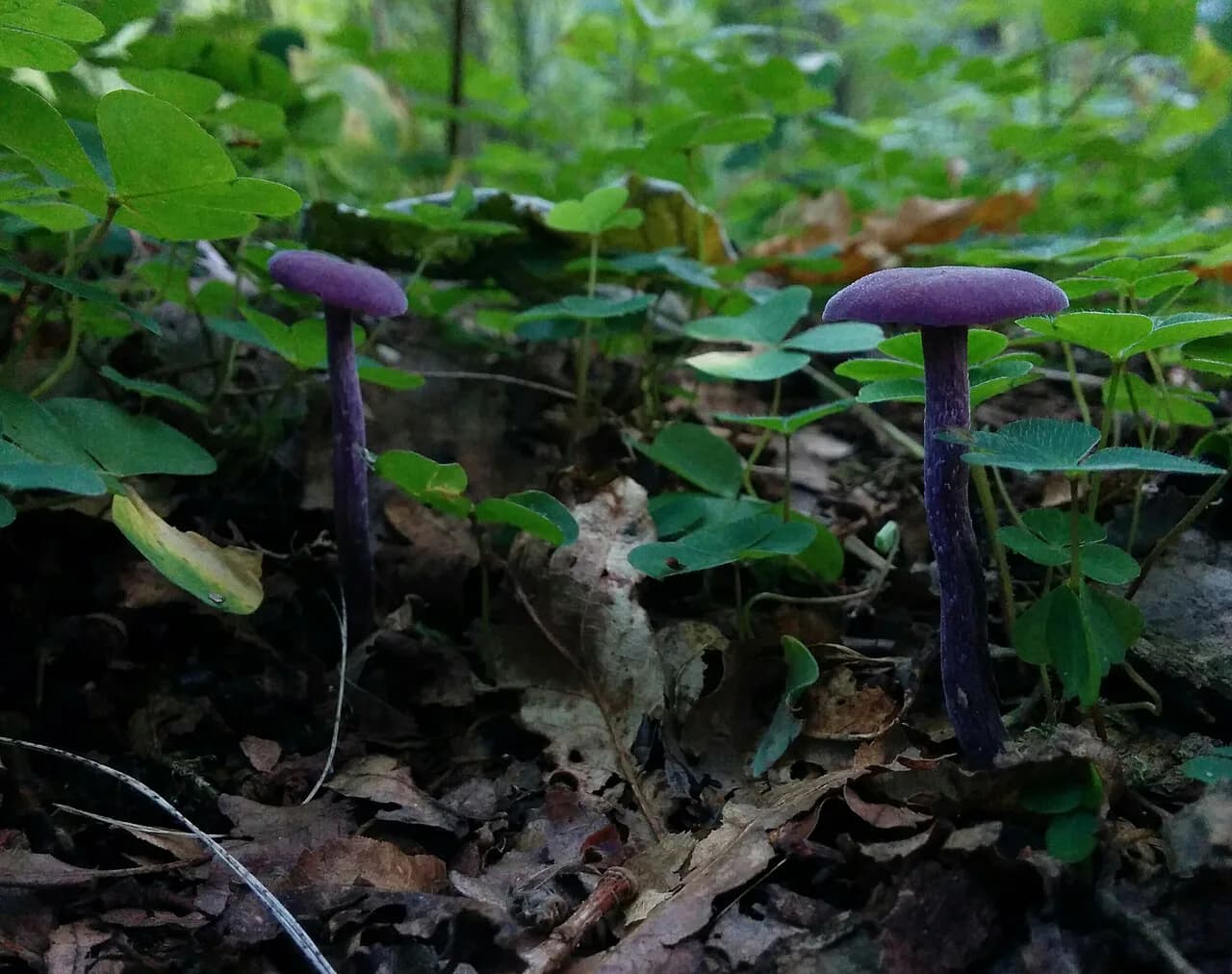 Rya Skog, Gothenburg: Visiting the City's Nature Reserve