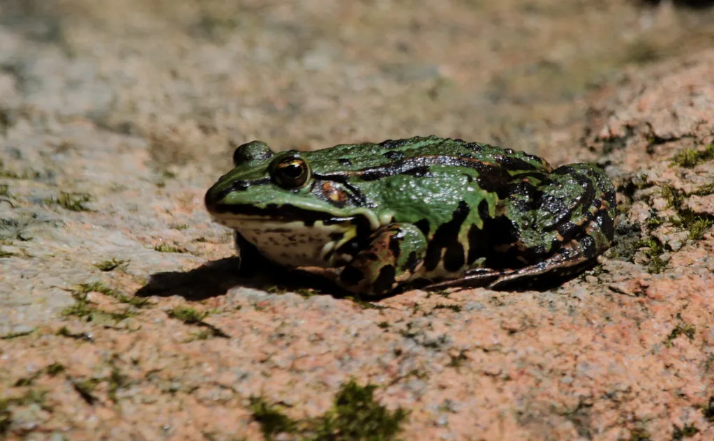 A frog at Änggårdsbergen nature reserve, Gothenburg.