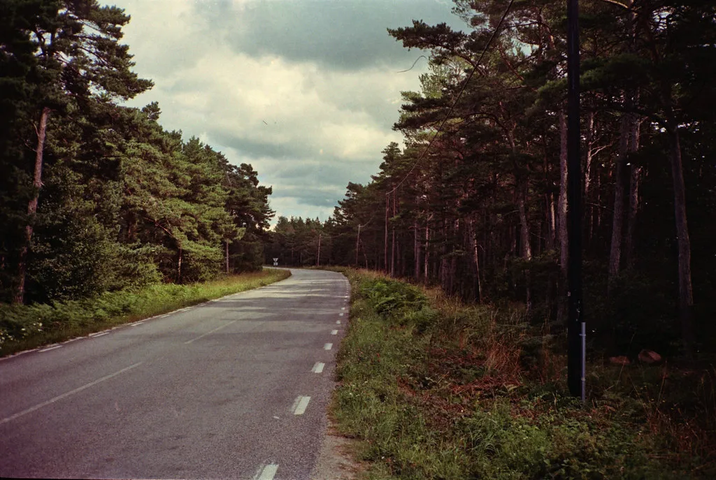 A forest road on Gotland.