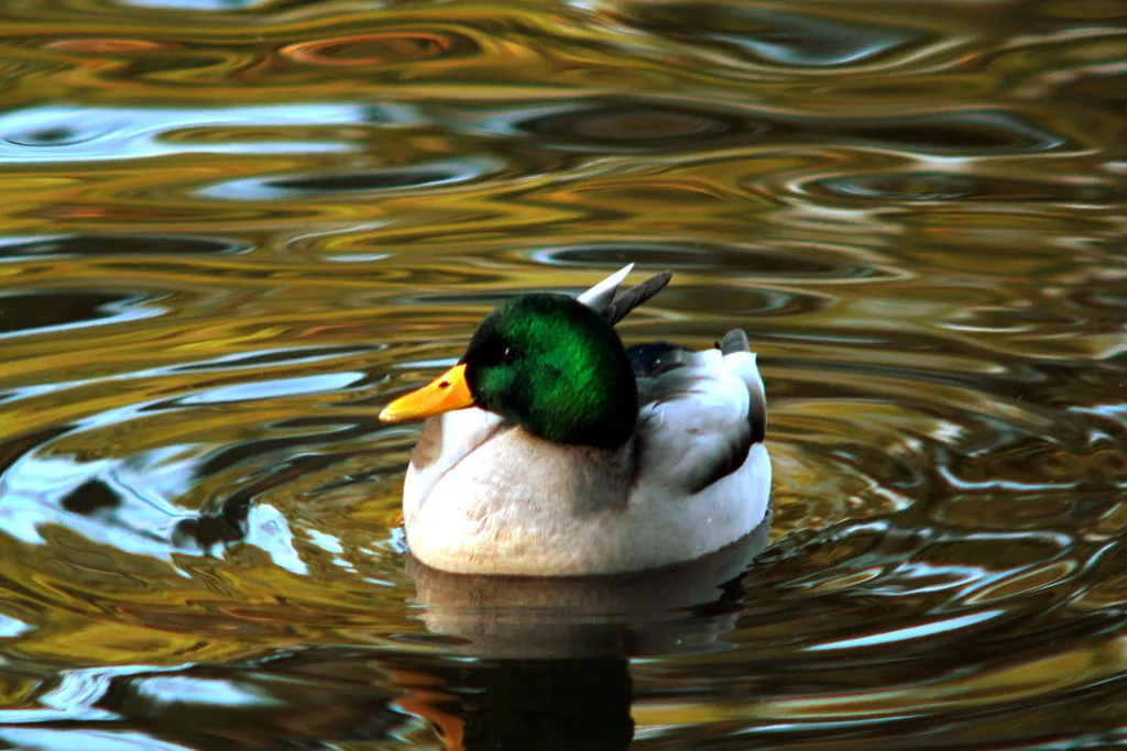 A mallard in Slottsskogen, Gothenburg.