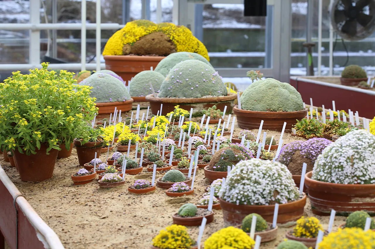 A cactus display in the Gothenburg Botanical Garden.