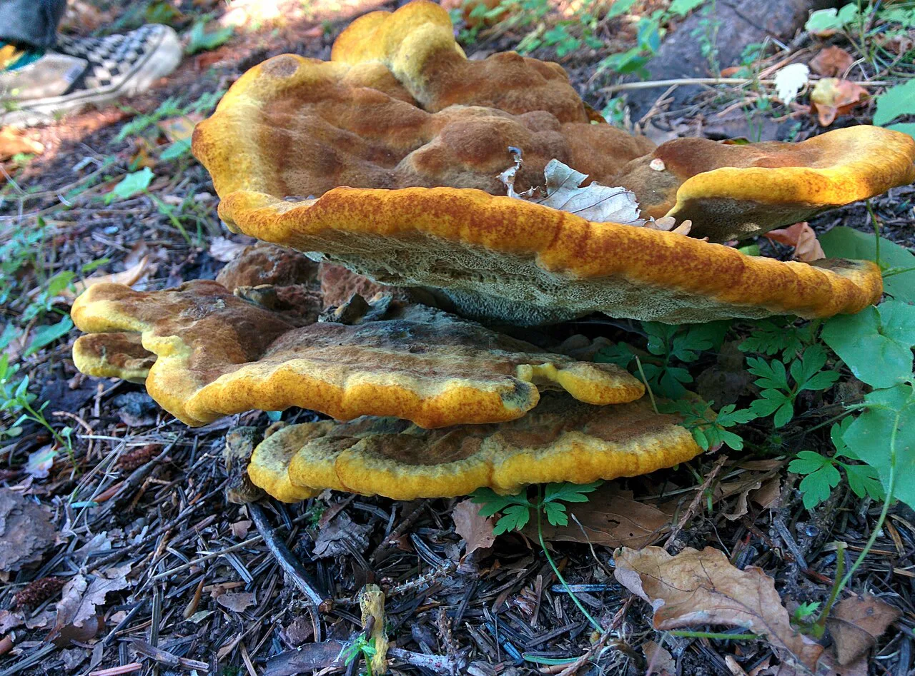 A fungus in the Gothenburg Botanical Garden.