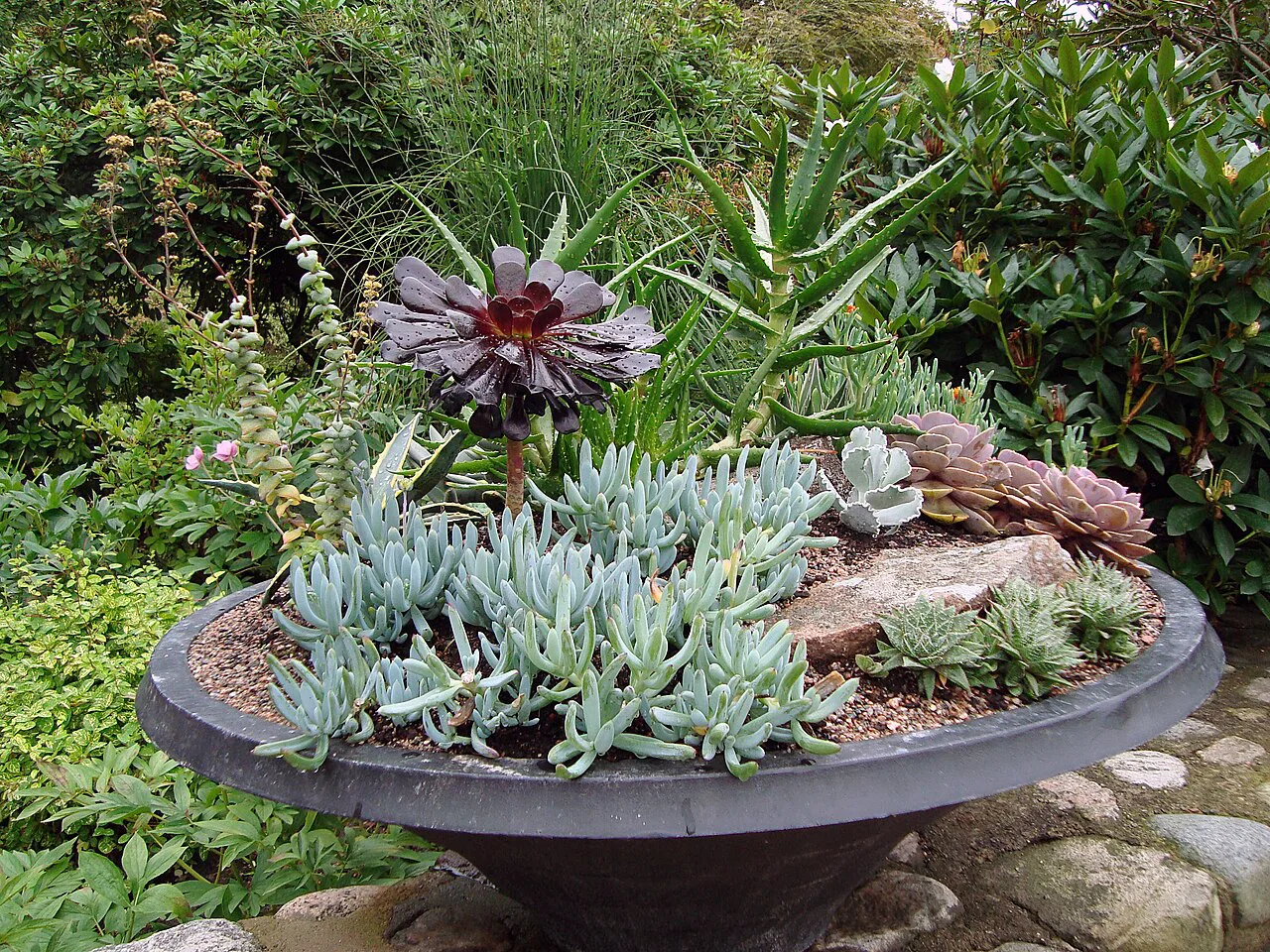 A succulent planter in Trädgårdsföreningen, Gothenburg.