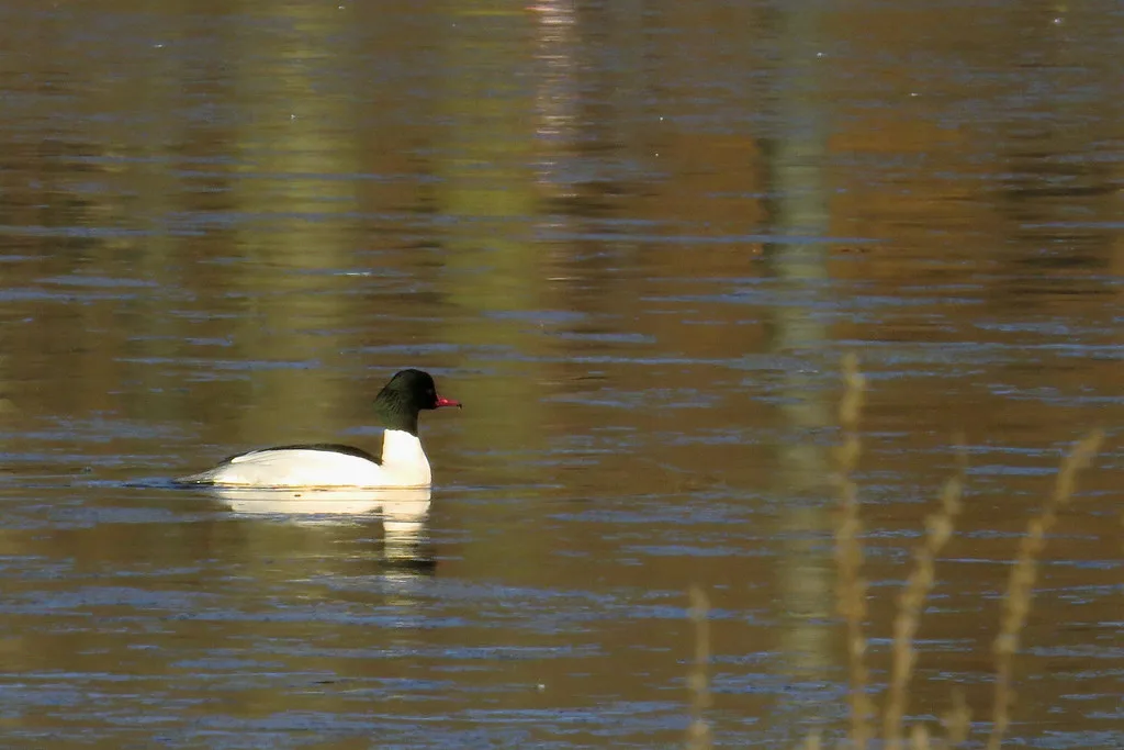 A merganser in Slottsskogen, Gothenburg.