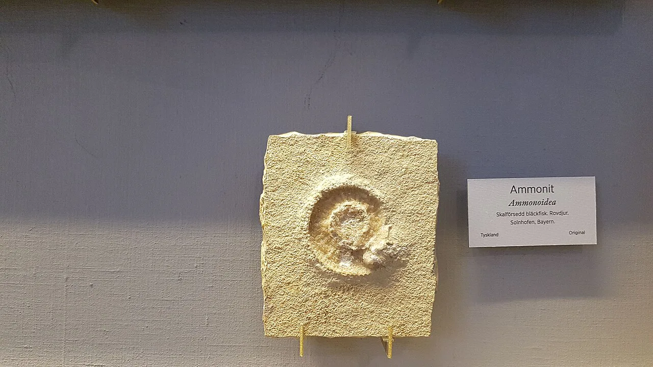 An ammonite specimen in the Gothenburg Natural History Museum.