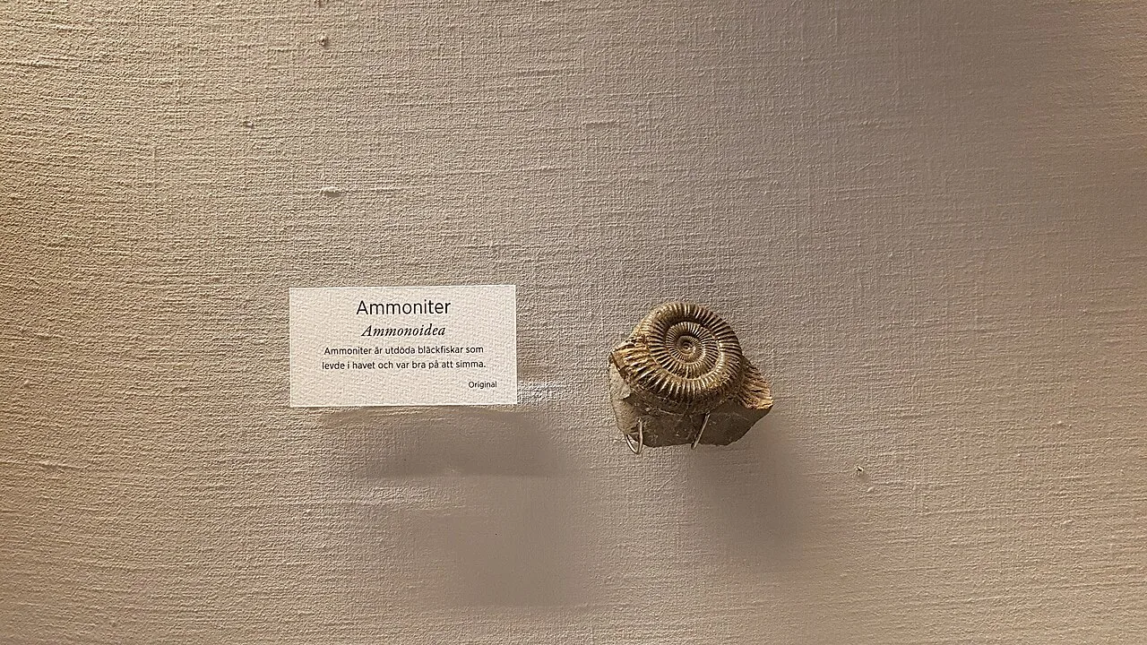 An ammonite in the Gothenburg Natural History Museum.