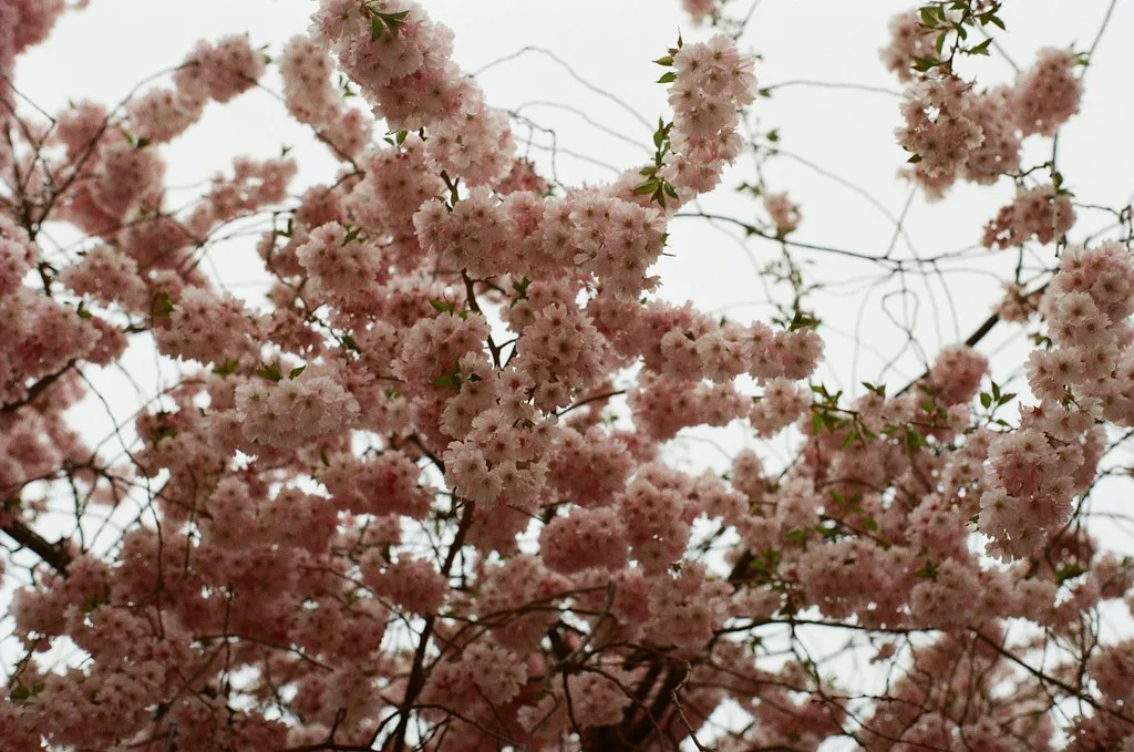Cherry blossom in Visby.