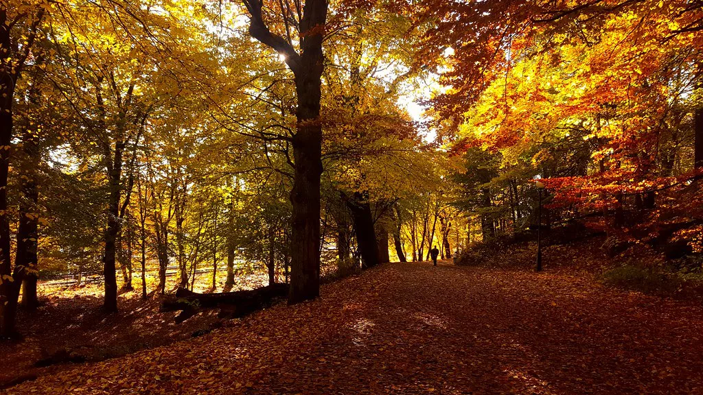 Autumn colours in Slottsskogen, Gothenburg.