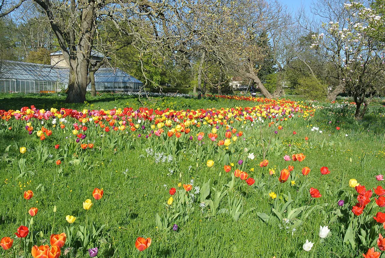 Tulips in the Lund Botanical Garden.