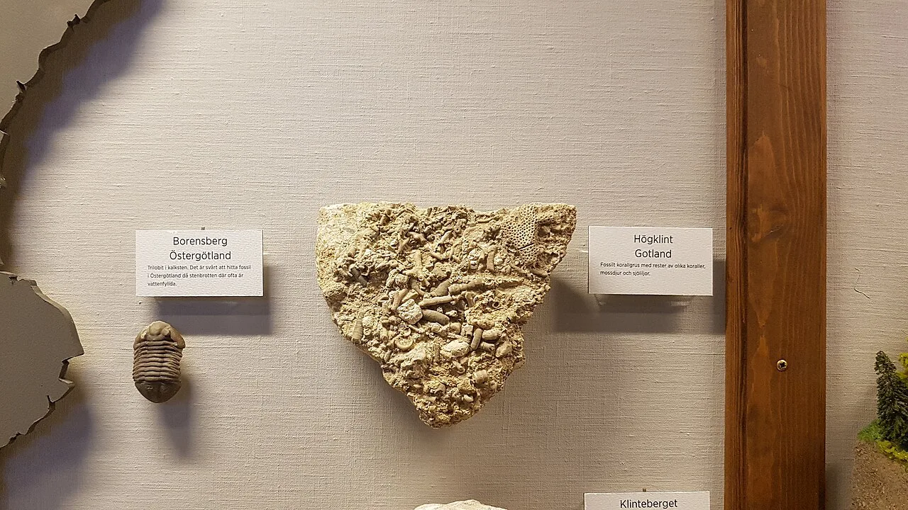 A specimen in the Gothenburg Natural History Museum.