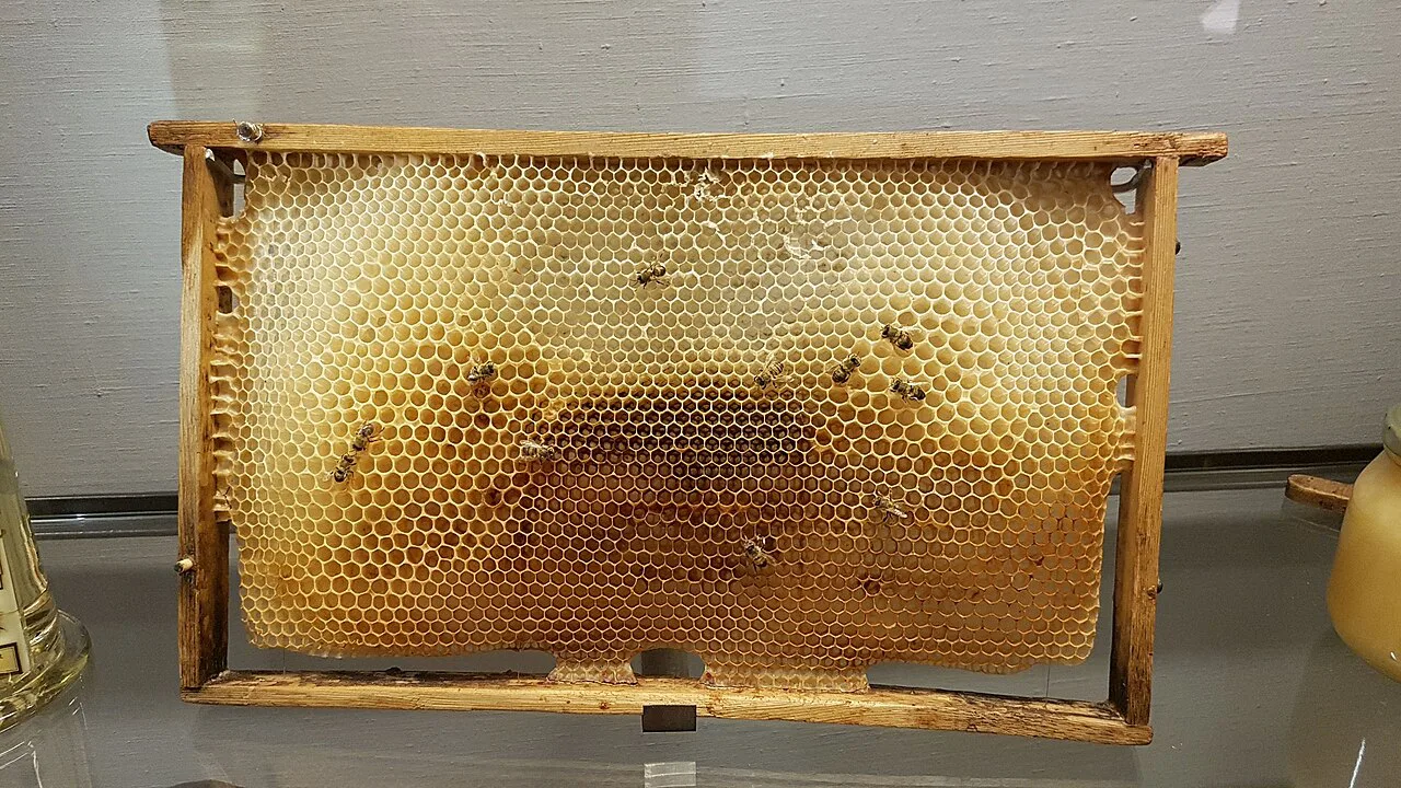 A honeycomb display in the Gothenburg Natural History Museum.