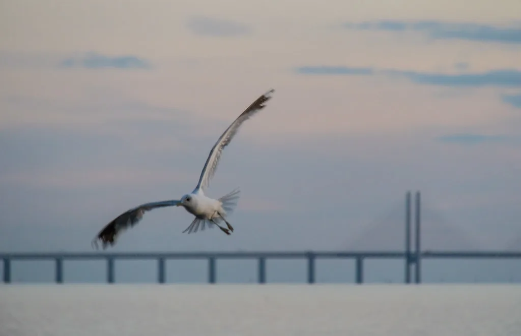 A gull and the Øresund Bridge seen from Malmö.