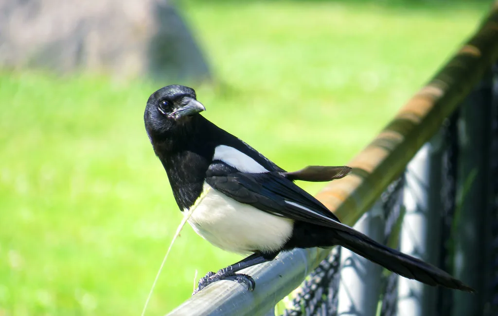A magpie in Slottsskogen, Gothenburg.
