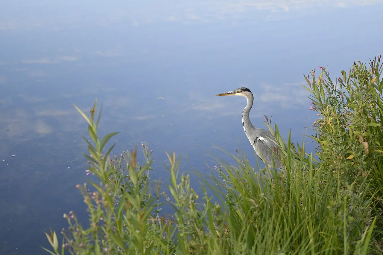 A heron in Pildammsparken, Malmö.