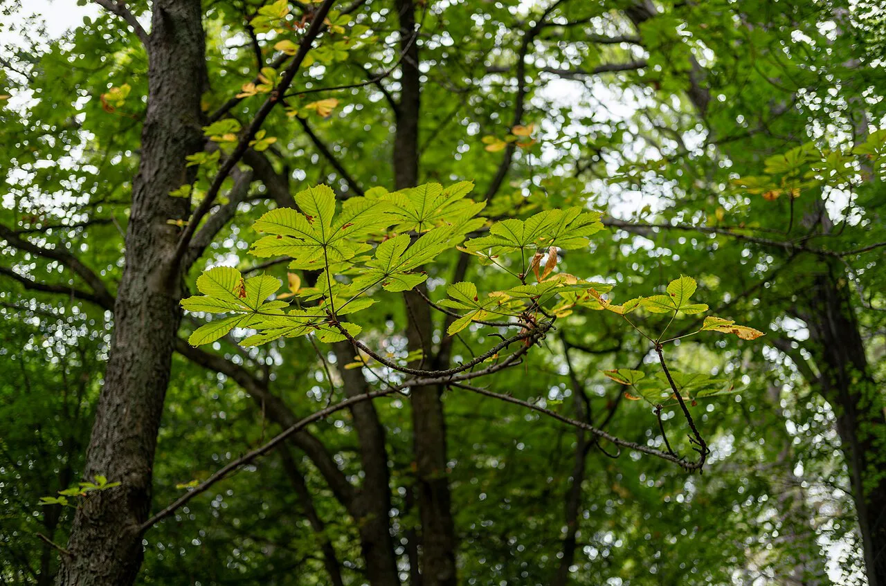 Horse chestnut leaves at Rosendals Trädgård, Stockholm.