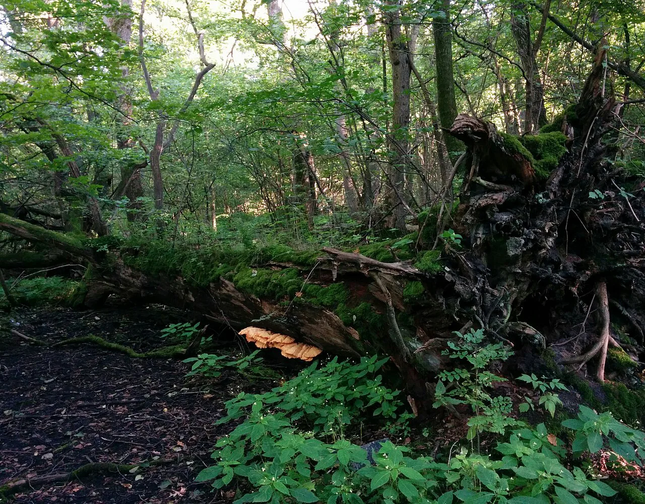 A woodland fungus in Rya Skog, Gothenburg.
