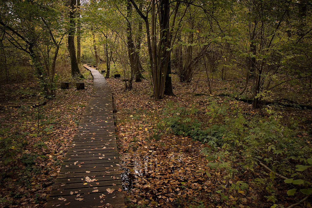 A boardwalk through Rya Skog, Gothenburg.