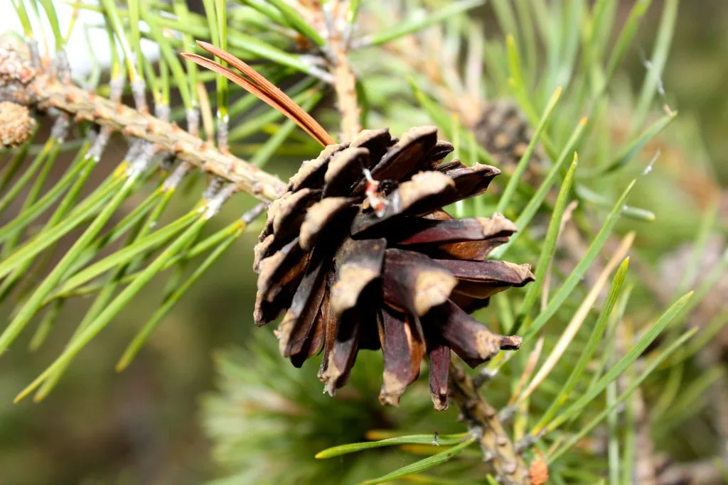 A pine cone in the Swedish archipelago.