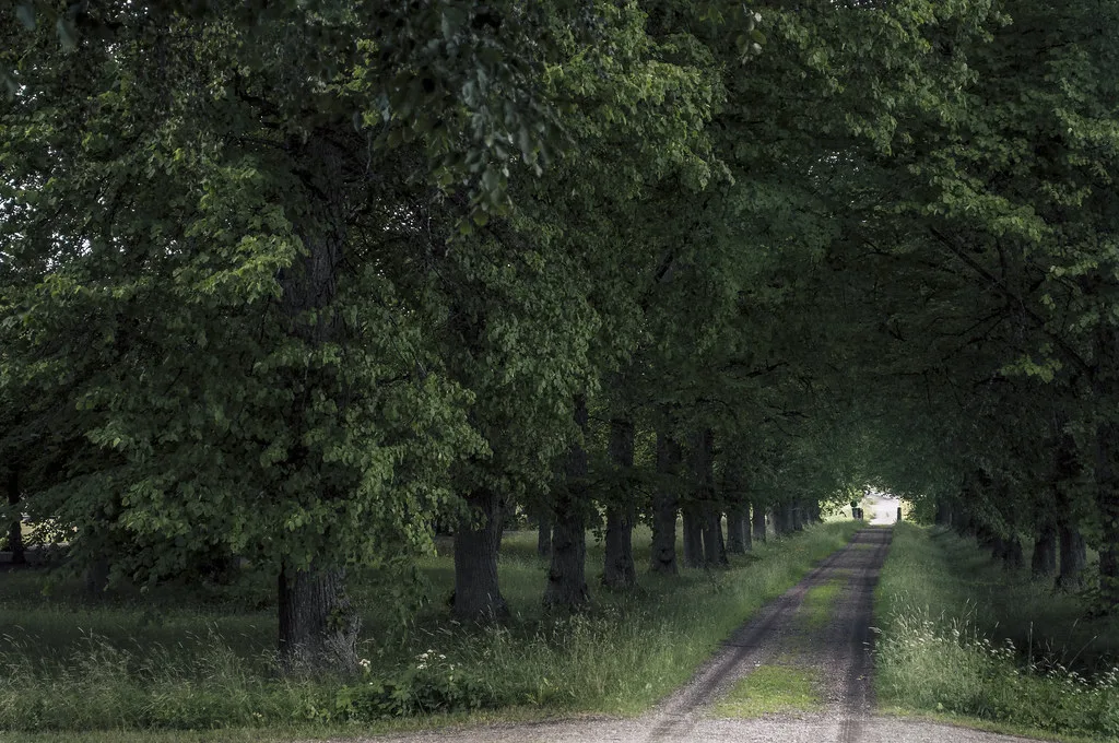 The tree-lined avenue beside Skokloster Castle.