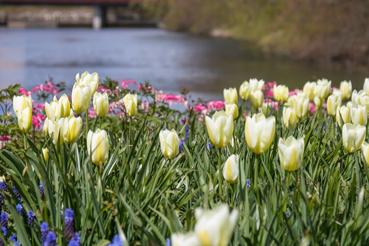 Tulips in Slottsparken, Malmö.