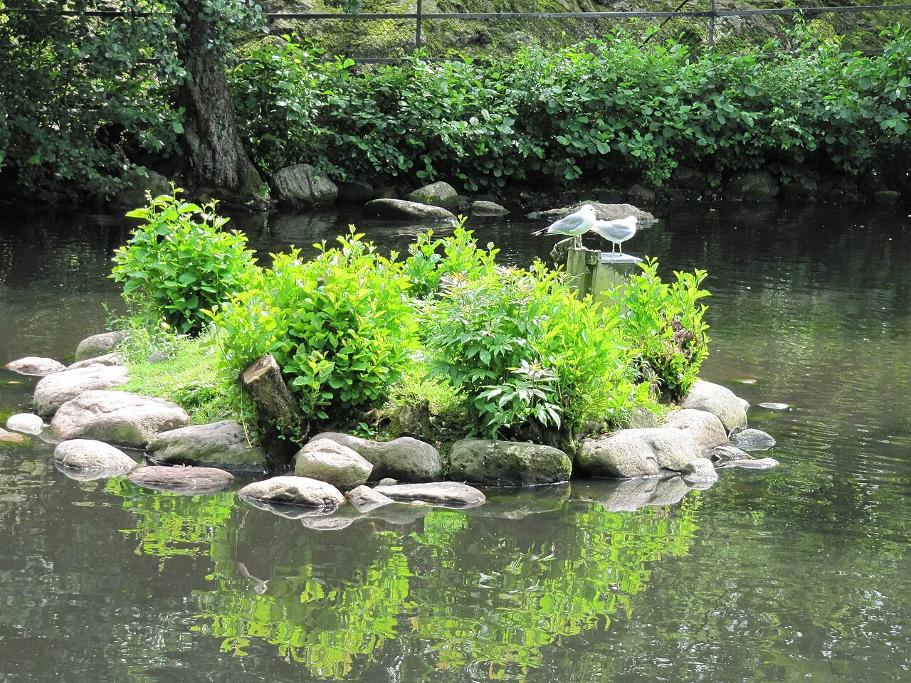 An island in a Slottsskogen pond, Gothenburg.