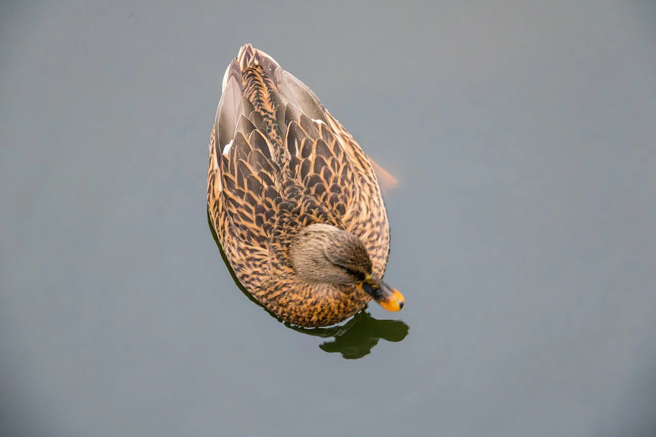 A mallard in Stadsparken, Lund.