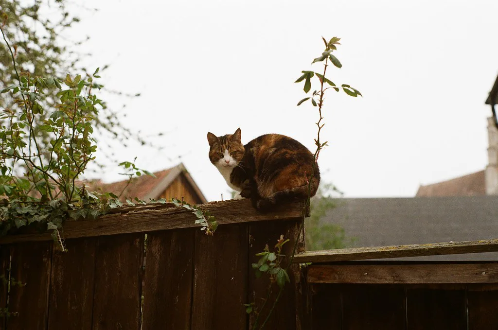 A cat on a fence in Visby old town.
