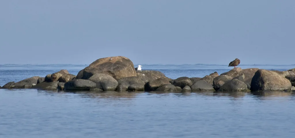 Birds on the rocks off Gotland in August.