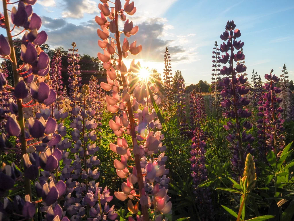 Lupins in flower at Midsummer in Sweden.