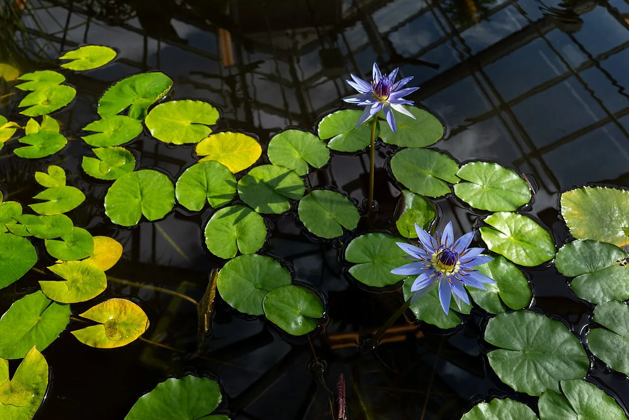 A blue water lily in the Uppsala Botanical Garden.